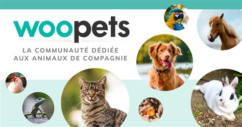 woopets chat|More.